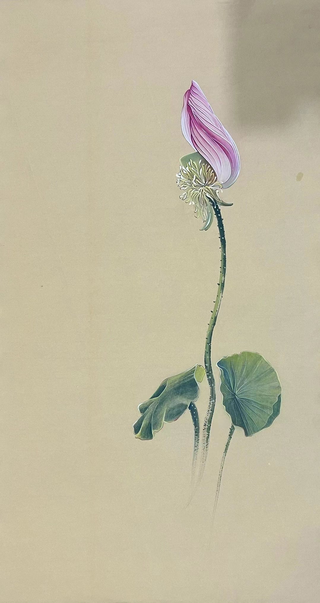 Chinese claborate-style painting——lotus  Decoration for Study